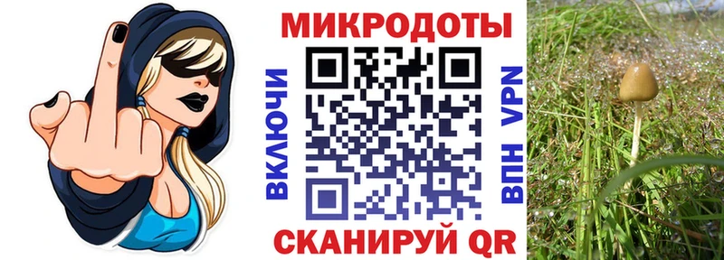 Псилоцибиновые грибы Psilocybine cubensis  Купить  Строитель 